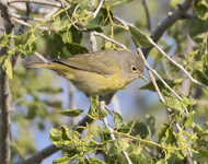 Nashville Warbler 7399